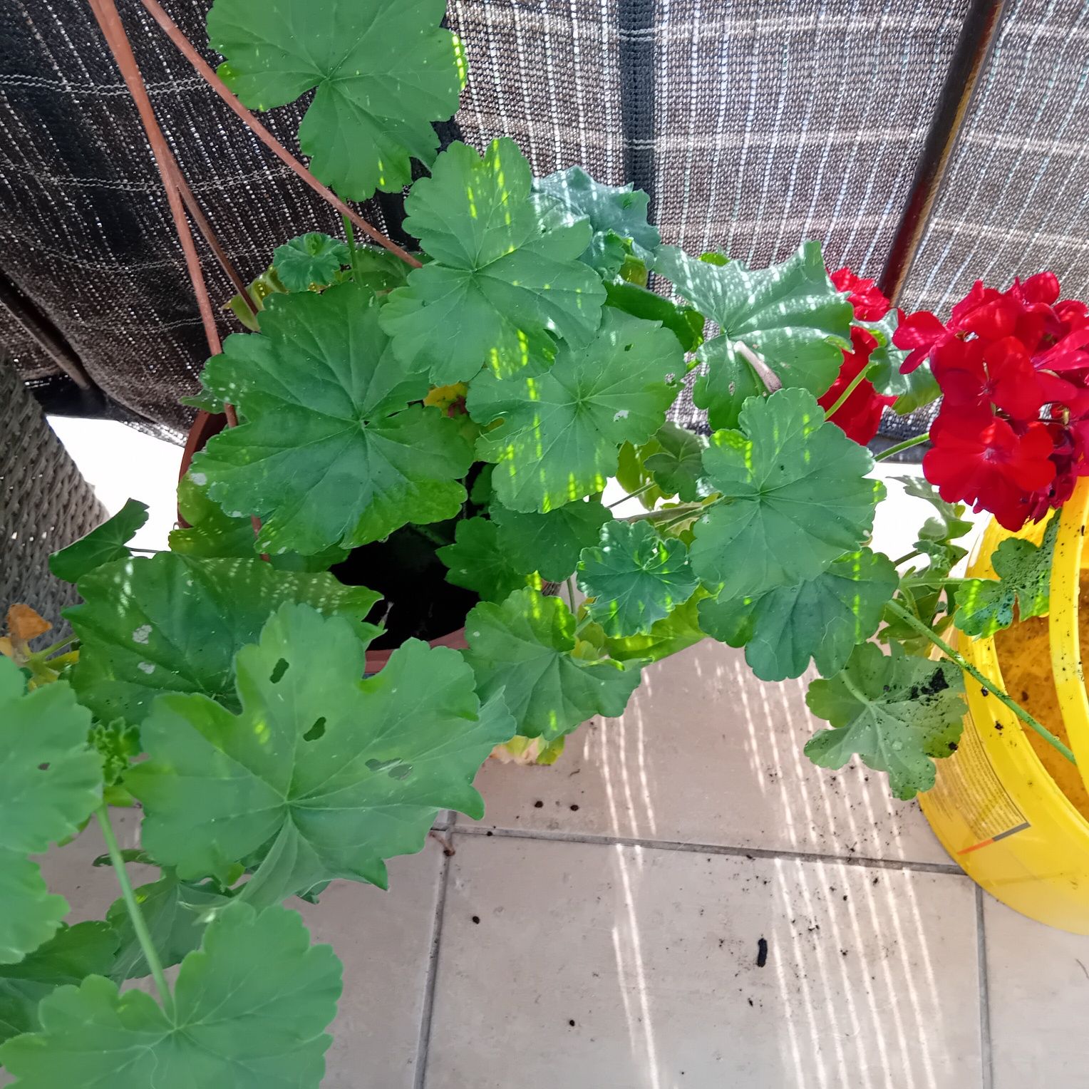 Pelargonia czerwona