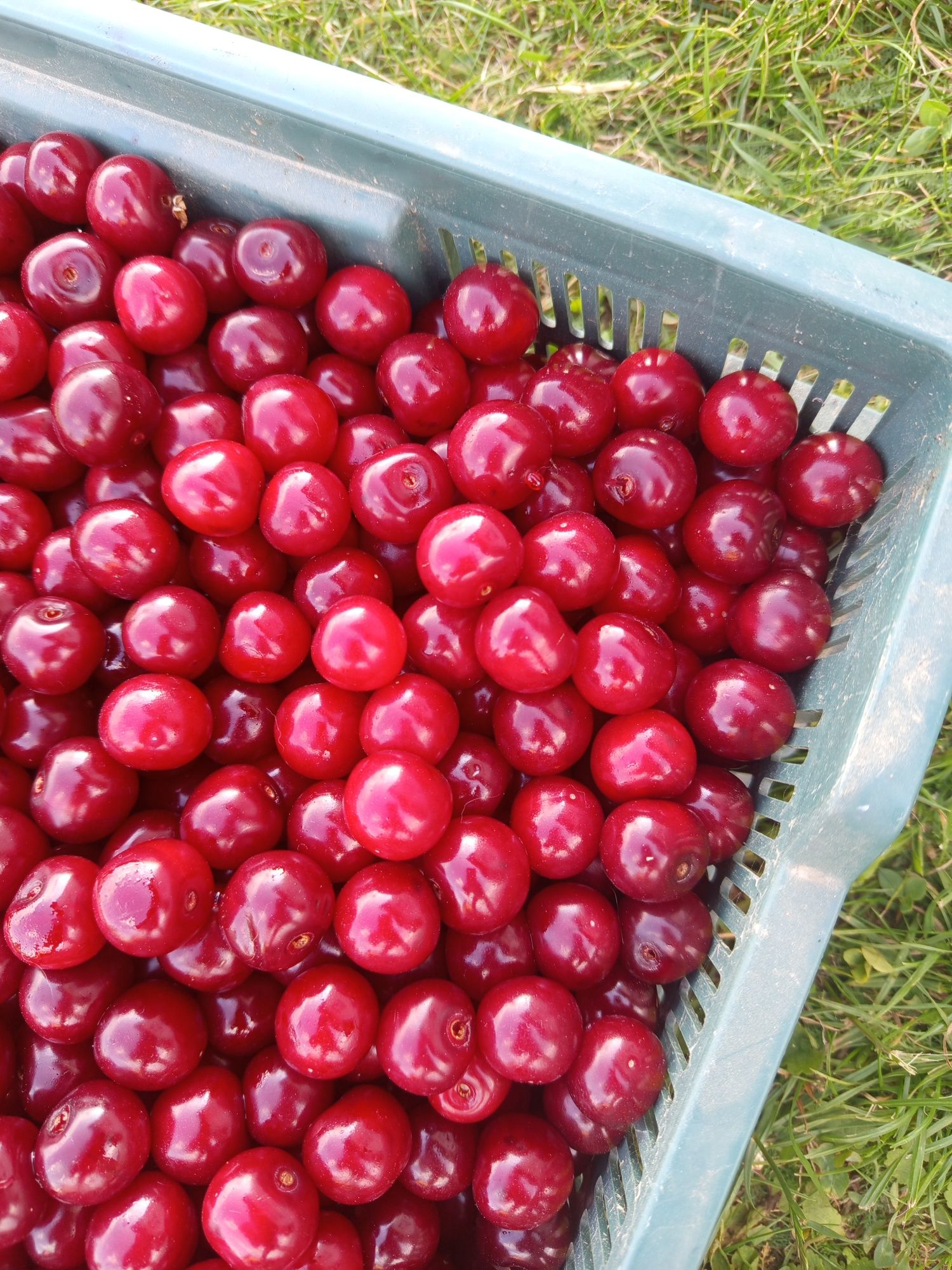 Wiśnie okazja wiśnie producent 10 zł kg