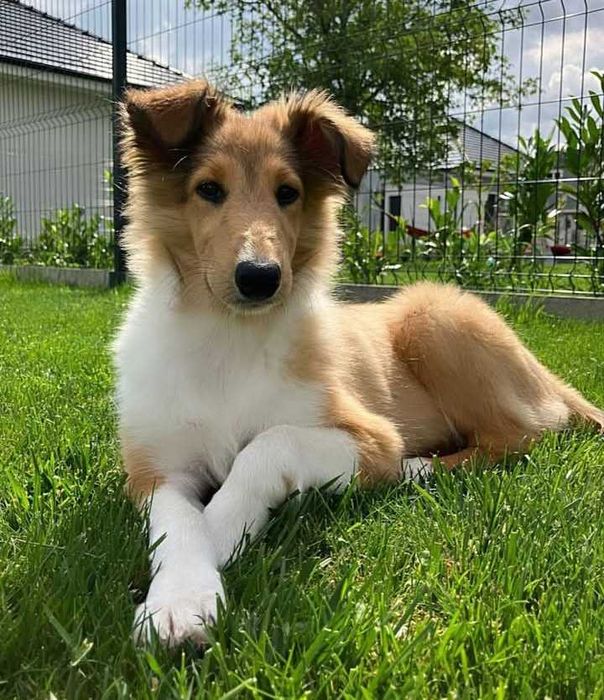 Owczarek Szkocki Długowłosy