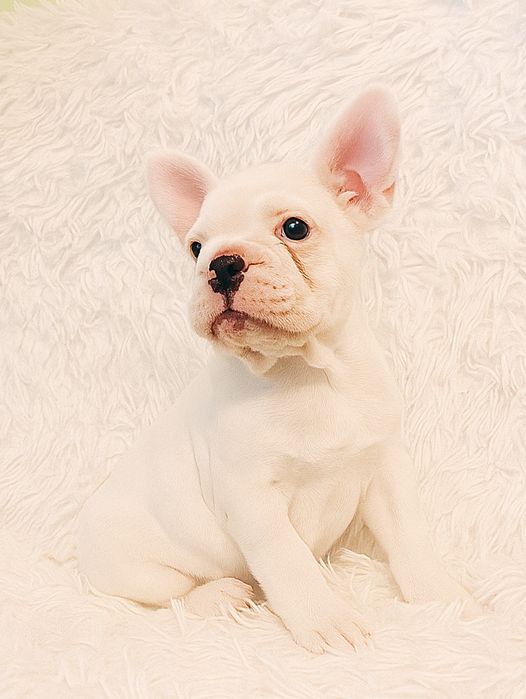 Buldog francuski