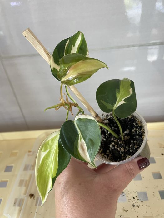 Філодендрон Крем сплеш Триколор,Сінгоніум Grey Ghost