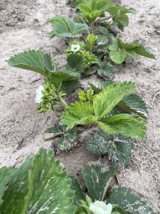 Суниця грунтопокрівна ремонтантна полуниця