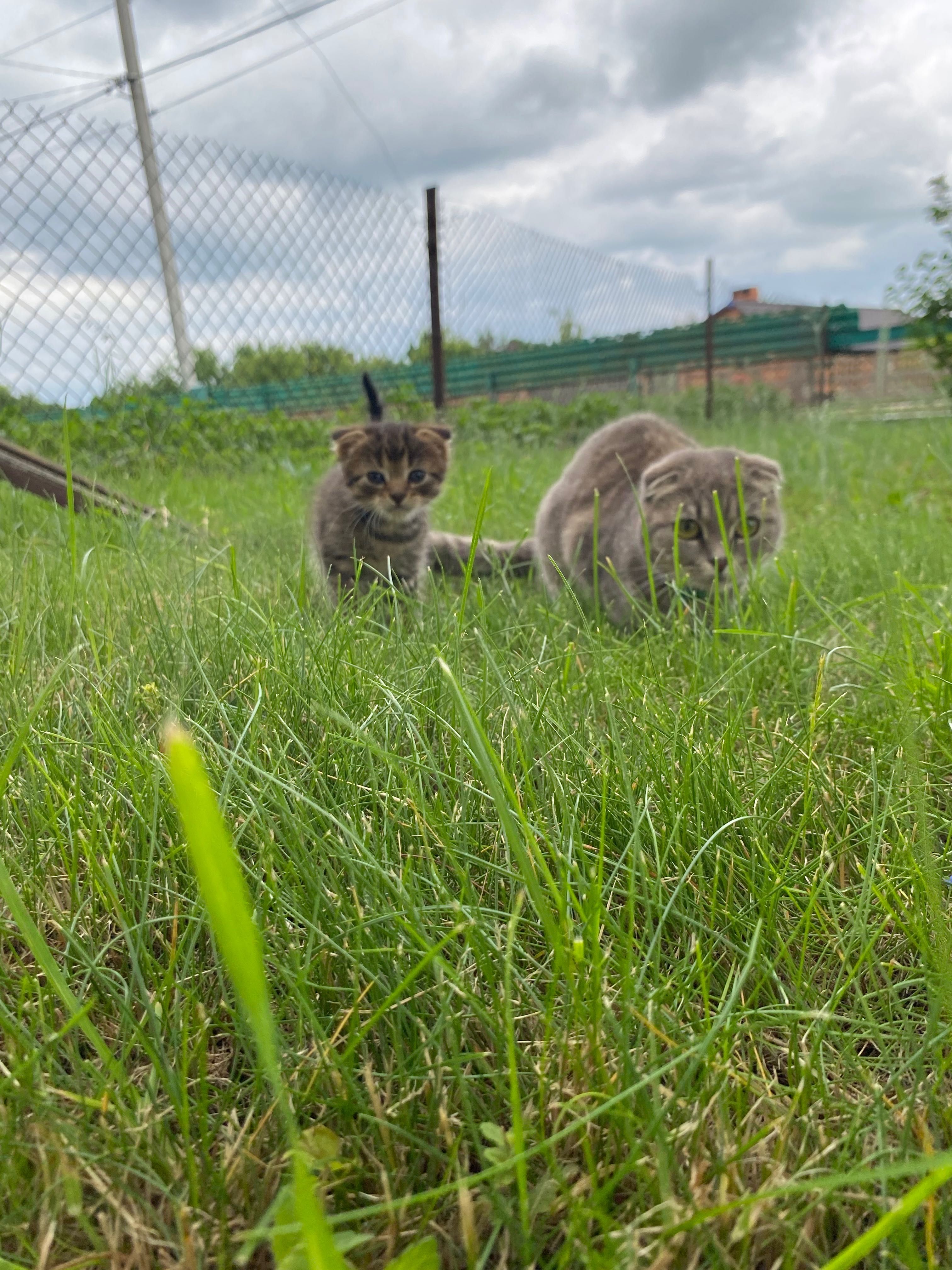 Шотландські кошенята