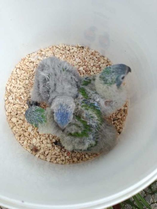 Loris para criar à mão