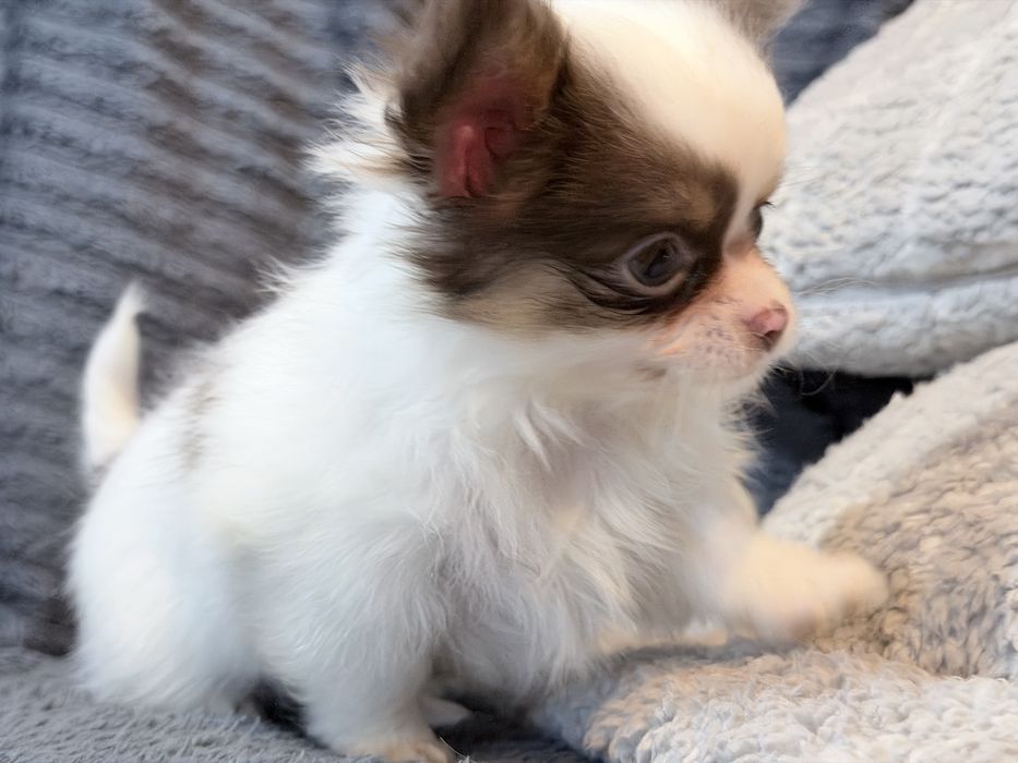 Chihuahua piesek bialo czekoladowy