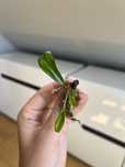 Philodendron Strawberry Shake