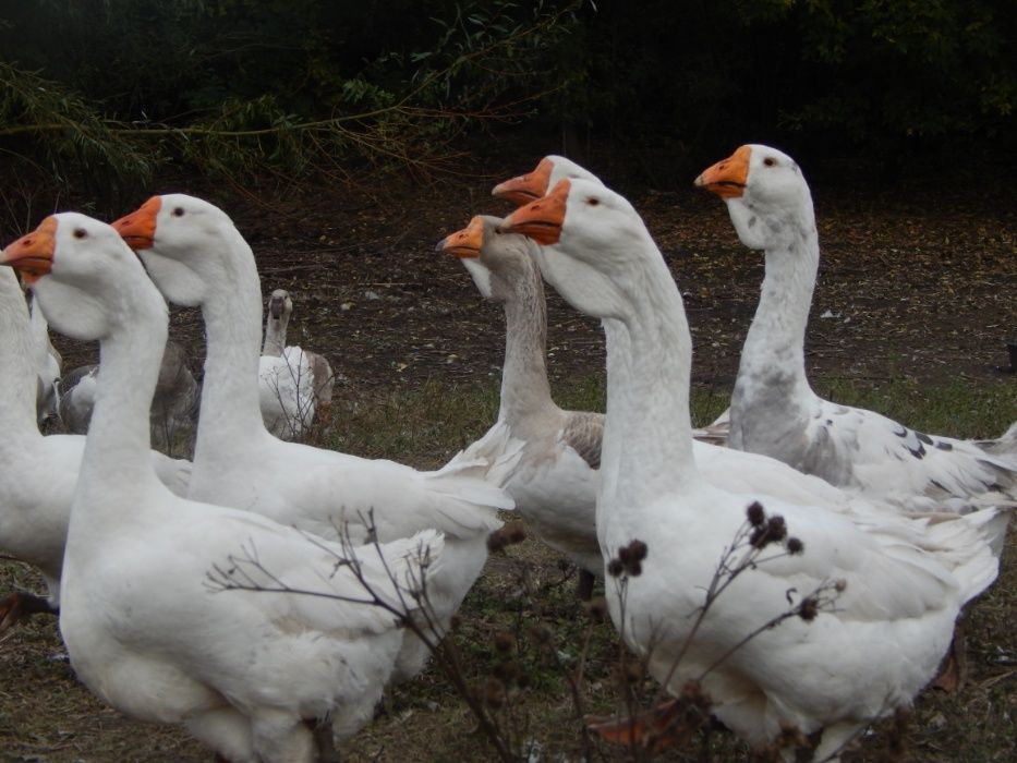 Гуси холмогори.  Холмогорські.