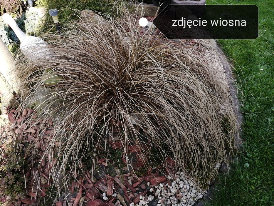 Sadzonki traw Turzyca brązowa