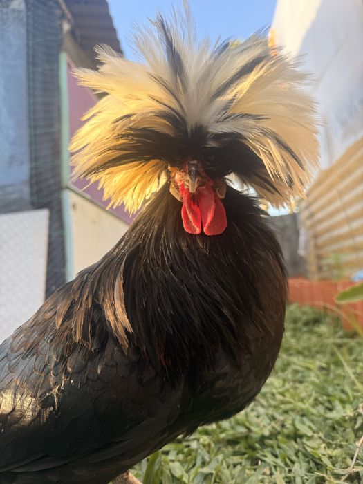 Quadra Polish/Paduana - 1 galo e 3 galinhas