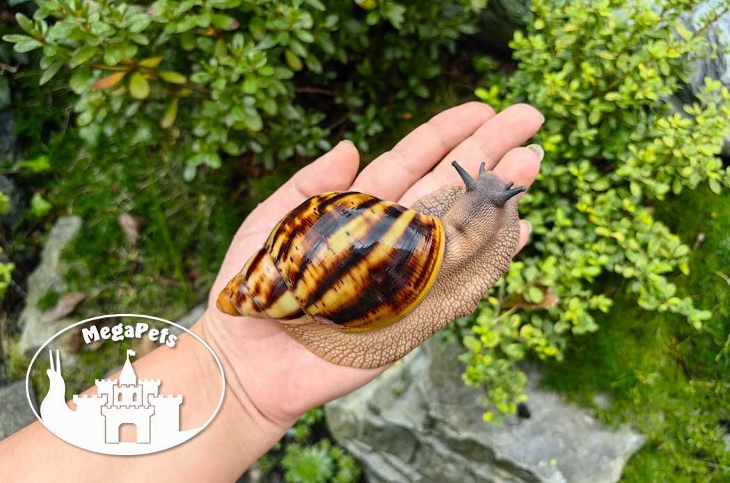 Ślimaki Archachatina marginata ovum Achatina Lissachatina Atlas Gratis