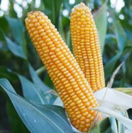 Nasiona kukurydzy kukurydza Chicago Dublino Claudius wysyłka