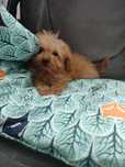 Maltipoo suczka Warszawa pudel toy maltańczyk