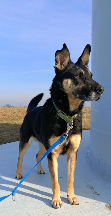 Dobrotliwy, spokojny psiak