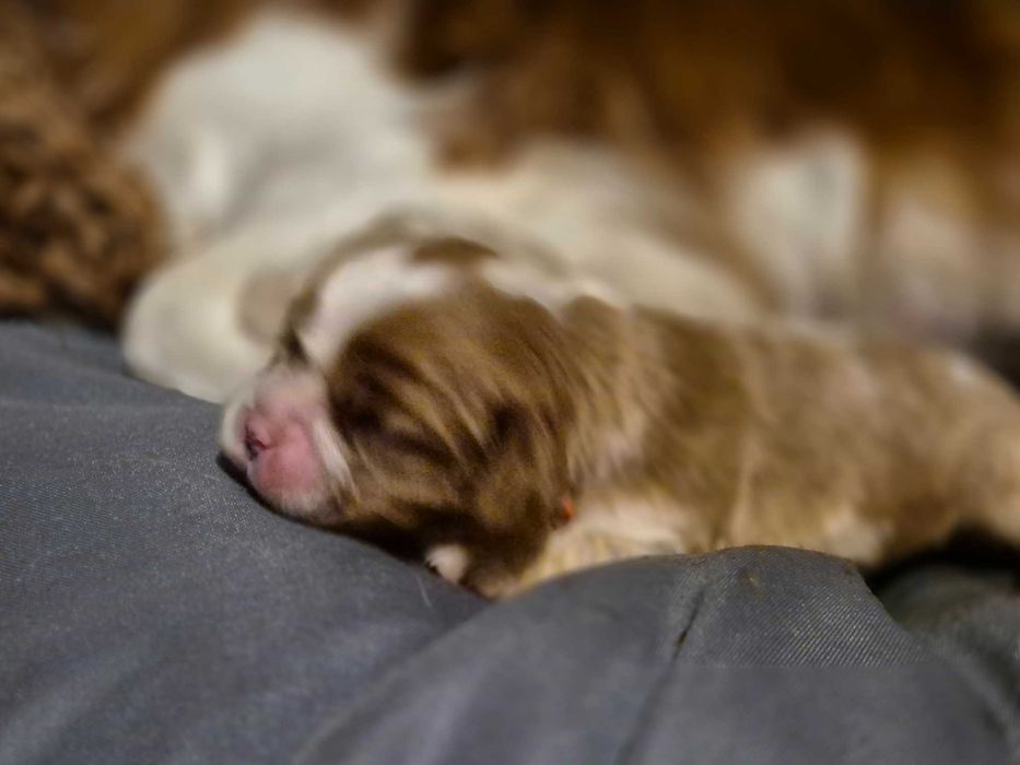 Śliczny szczeniak cavalier king charles spaniel poChampionach ZKWP FCI