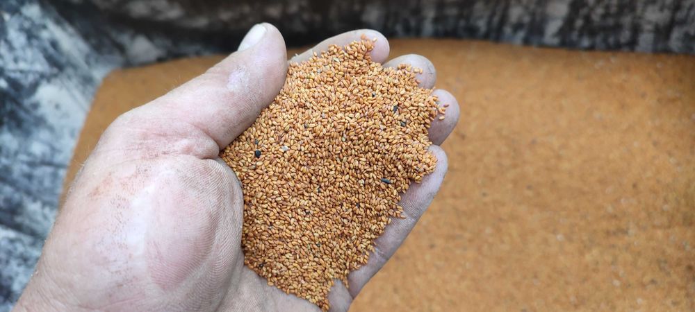 Lniankę ( Rydzyk)na olej sprzedam