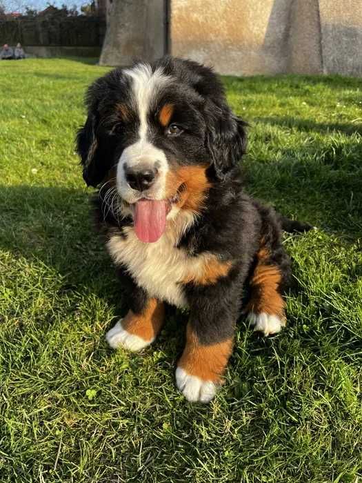 Bouvier Bernois disponível