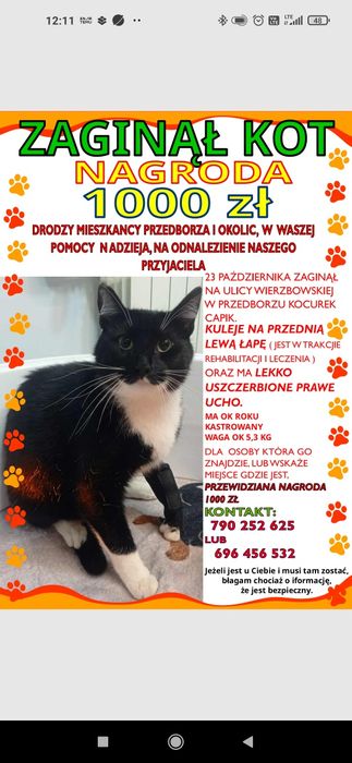 Zaginął kocurek- kuleje na przednią łapę, nagroda 1000 zł!