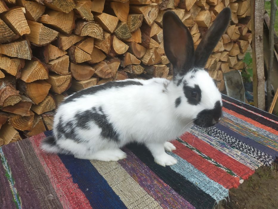 Кролі на плем'я Строкачі. Кролики, молодняк,кітні самки, робочі самці