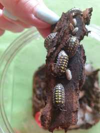 Мокрицы Gestroi Armadillidium