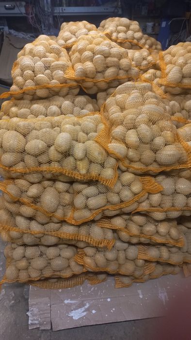 Ziemniak jadalny soraja