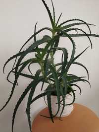 Aloes drzewiasty w doniczce 4 letni wysokość 40 cm