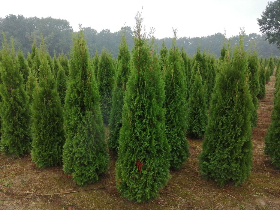 Thuja Tuja Smaragd 100-120cm Szmaragd (nie Brabant) żywopłot