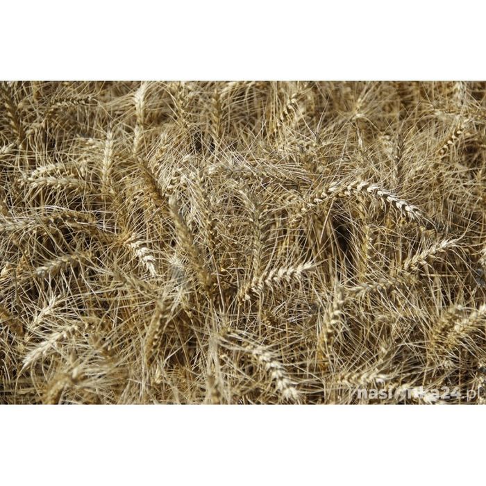 Pszenica - zboże oraz pasza dla kur i drobiu