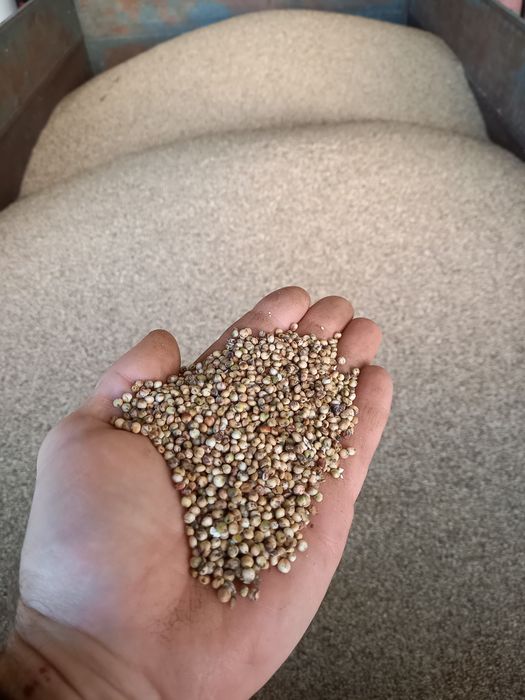 Sorgo odmiana aisberg