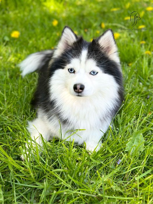 Pomsky ( Mini Husky )