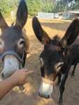 Casal de burros mansinho