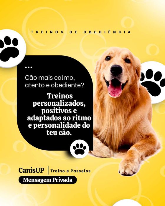 Treinos de Obediência Básica