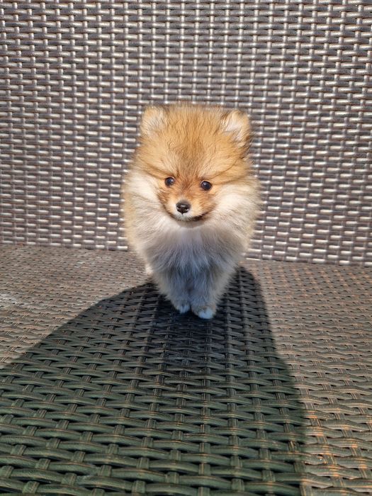 Pomeranian boo aktualne