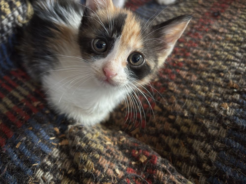 gatinha bebe adoçao