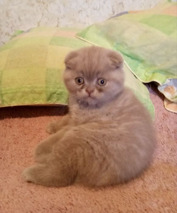 Продам Котика Британца