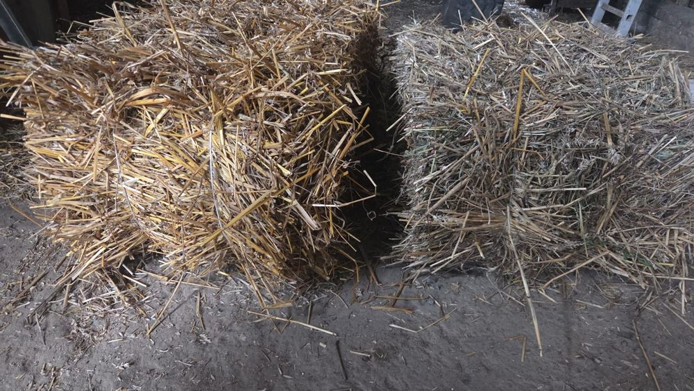 Sprzedam słomę w kostkach, pszenicę i owies