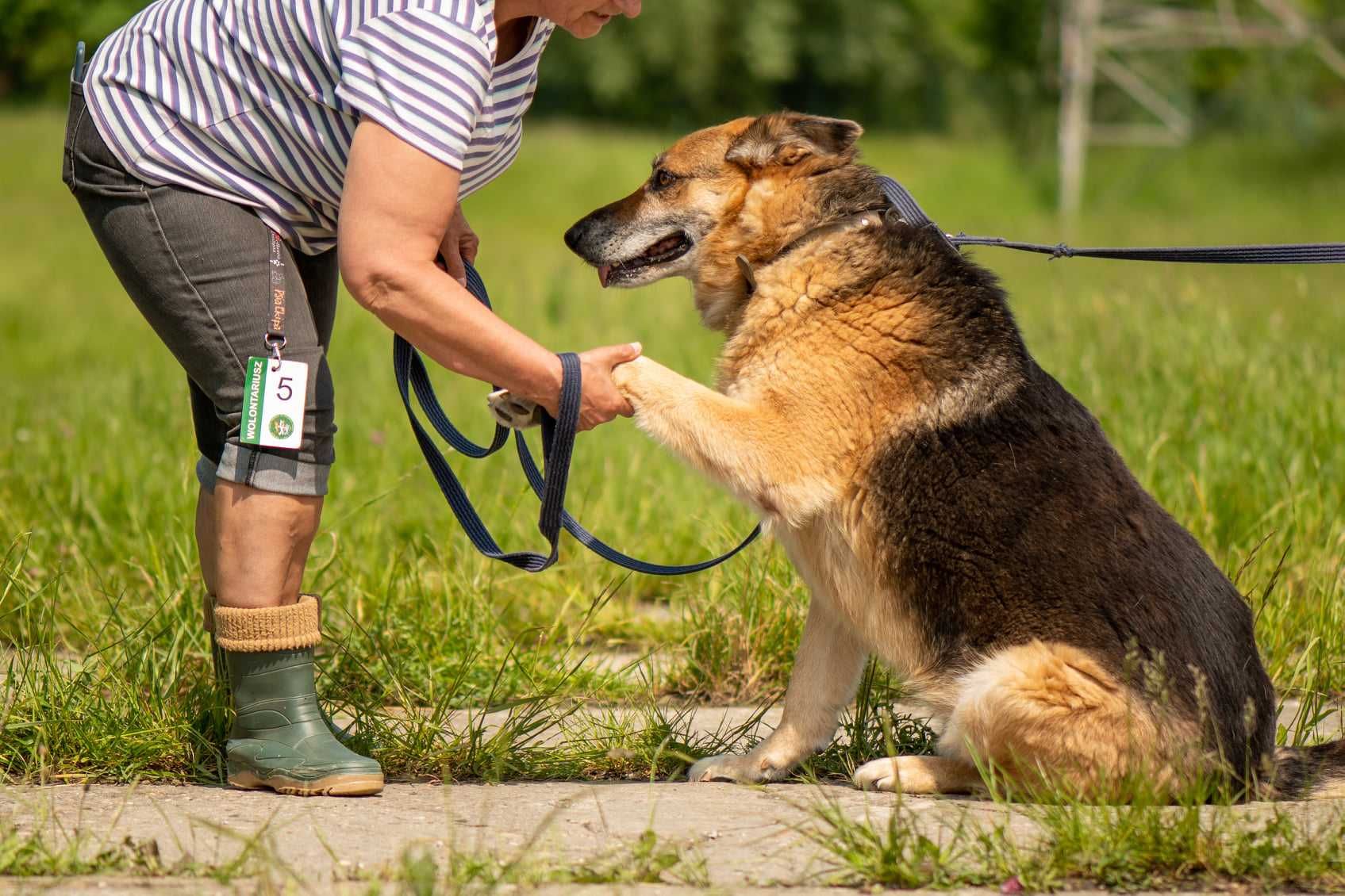 Alfi czeka na dom