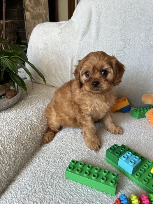 CAVAPOO - suczka