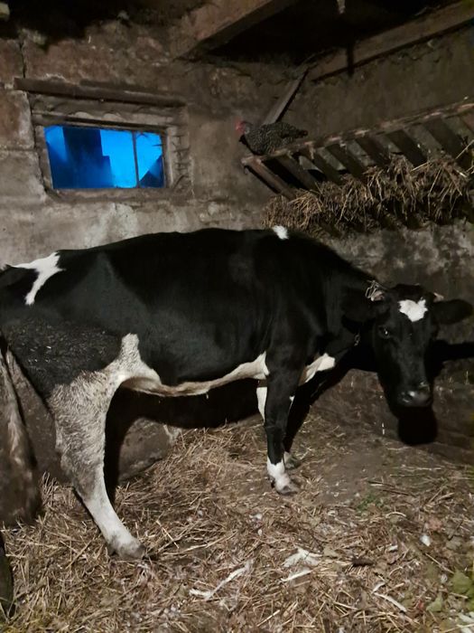 Прдам "КОРОВУ"..