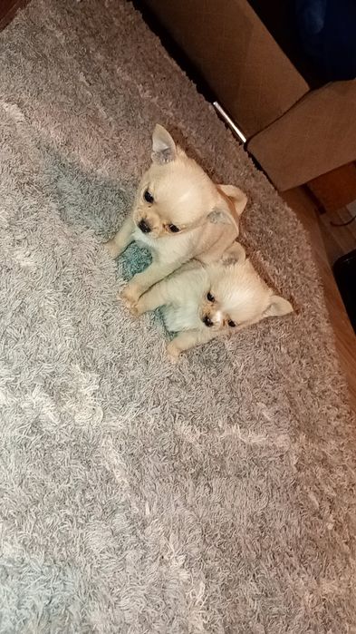 Śliczna suczka Chihuahua