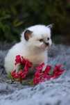 Ragdoll Ragdolle kocurek seal mitted
