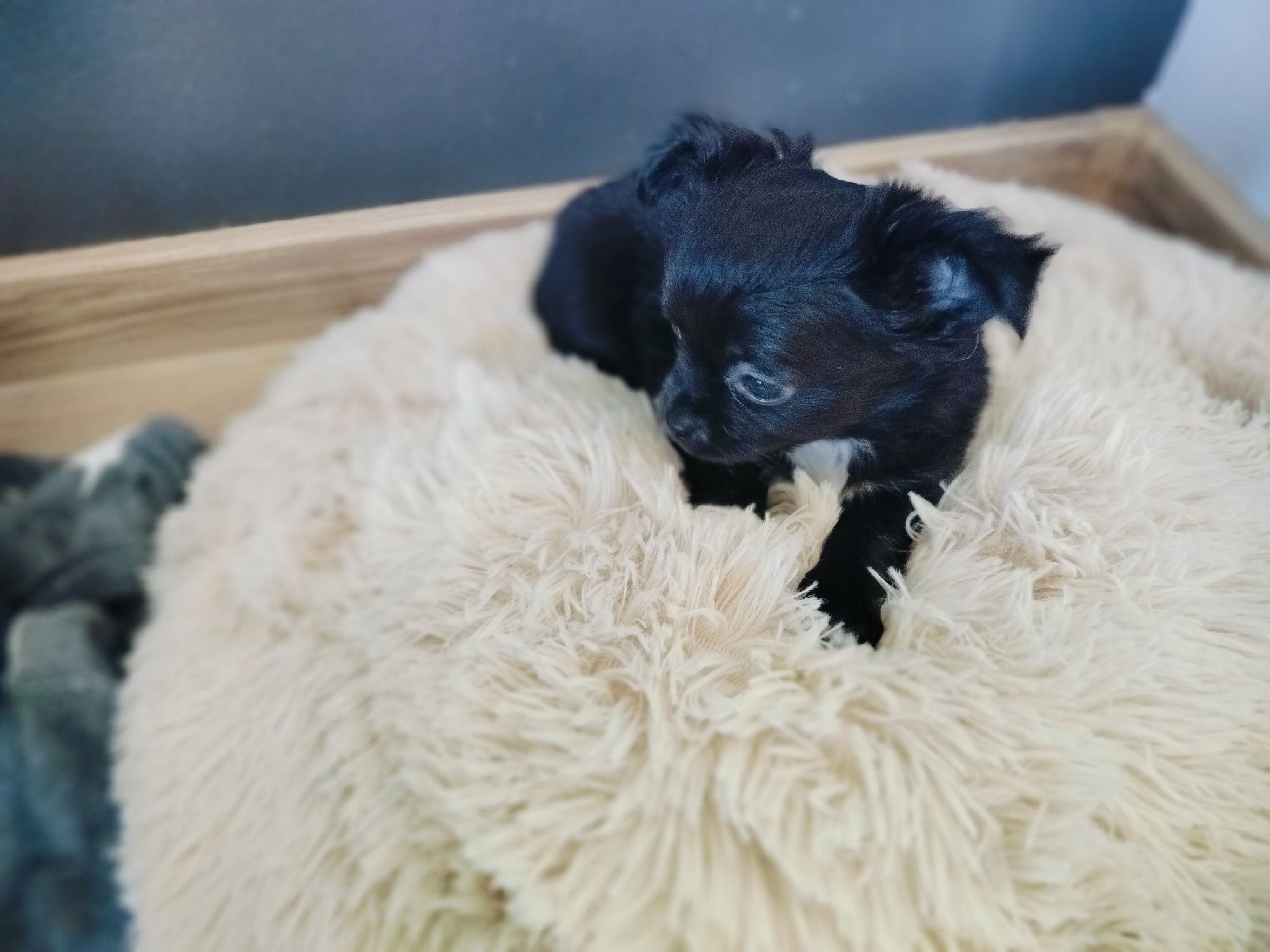 Chihuahua sunia ;)