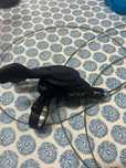 Shimano SLX Shift Lever Right