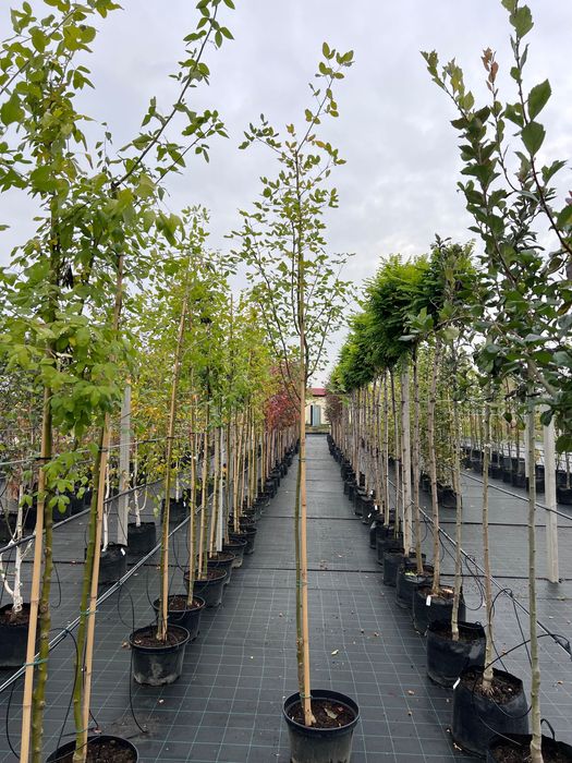 Złotokap watereraa Laburnum x watereri ‚Vossi’ obw. 6-8cm