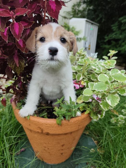 Jack Russell Terrier FCI ZKwP piesek