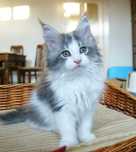 Maine Coon - kocur