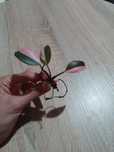 philodendron pink princess nie monstera syngonium