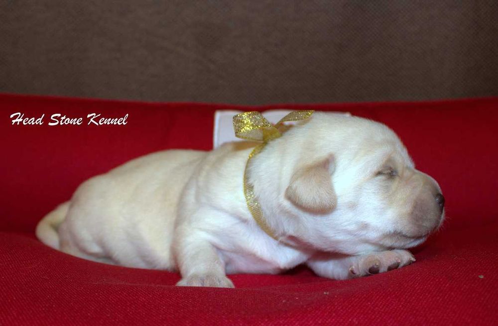 КСУ-FCI Лабрадор ретривер Щенки