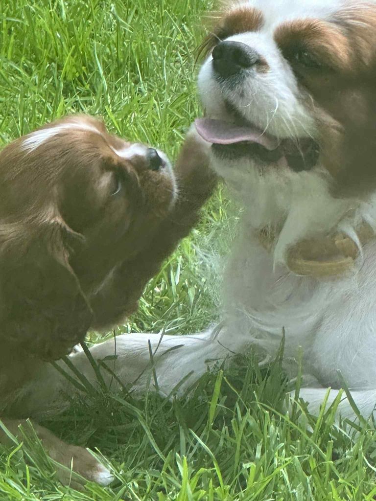 Cavalier King Charles Spaniel