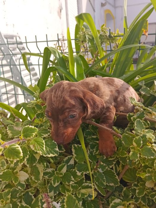 Excelente  fêmea teckel  pêlo curto