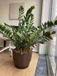 Planta Zamioculcas – 120 cm – Com Vaso